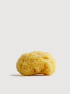 Sea sponge small 5-7 CM | Team dr Joseph
